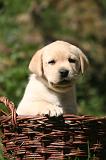 LABRADOR 1212